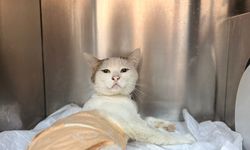 Havalı Tüfekle Vurulan Kedi Ameliyata Alındı
