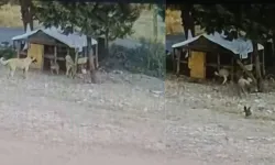 Kahramanmaraş’ta Sokak Köpekleri 17 Tavuğu Telef Etti