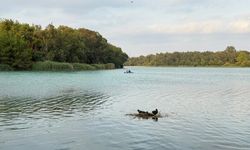 Karabatak Su Üzerine Çalı Ve Ot Taşıyarak Yuva Yaptı