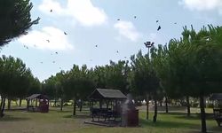 Kargaların Feryadı Yaralı Kuşu Ortaya Çıkardı