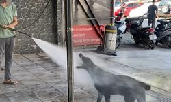 Sıcaktan Bunalan Köpeğin Serinleme Yöntemi İzleyenleri Gülümsetti