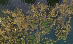Seyhan Nehri Yosun Akınına Uğradı, Çöplerle Doldu