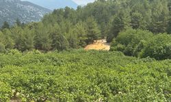 Sıcak Hava Siyah İncir Rekoltesini Yüzde 50 Düşürdü