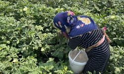 Doğa Ve Hayvan Sevgisi Aynı Toprakta Filizleniyor