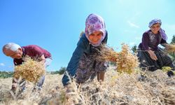 Atalık Tohum Desteğiyle Üretilen Nohutlar Hasat Edildi