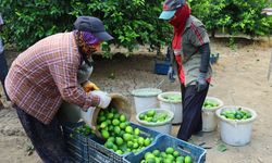 Limonda Fiyatı Düşürecek Hasat Başladı