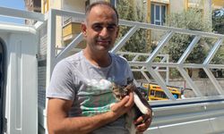 Ağaçta Mahsur Kalan Yavru Kedi Vatandaşın Dikkatiyle Kurtarıldı