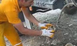 Çıkan Orman Yangınından Etkilenen Kaplumbağa Kurtarıldı