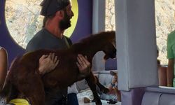 3 Gündür Mahsur Kalan Dağ Keçisini Tur Teknecileri Kurtardı