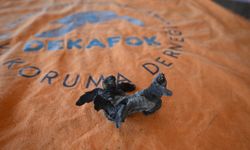 Ender Rastlanan Olay: Siyam İkizi Caretta Caretta Yavrusu Bulundu