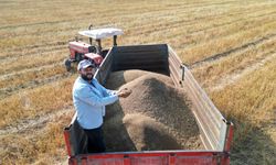 Maydanoz Tohumu İhtiyacının Yüzde 75'inin Karşılandığı İlçede Bereketli Hasat Başladı