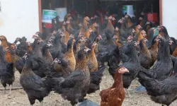 Tavukçuluğa büyük destek: 16 bin tavuk üreticiyle buluştu