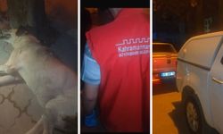 Kahramanmaraş’ta Mahallenin Bekçisi “Garip’e” KMBB Sahip Çıktı
