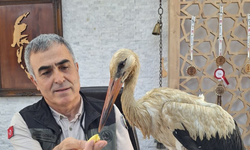 Yangından Kaçan Yaralı Leylek Koruma Altına Alındı