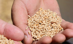 Halk Ekmek İçin Buğday Hasadı Başladı