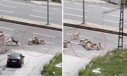 Kahramanmaraş’ta Başıboş Köpekler Sokak Ortasında Birbirine Girdi