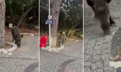 Kahramanmaraşlı Vatandaş Domuza Tarhana Yedirdi