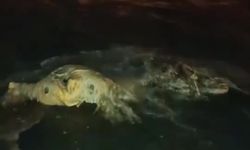 Akdeniz'e Düşen Angus Kıyıya Vurdu