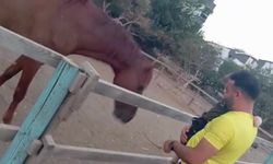 Babasının Kucağındaki Çocuğu Isıran At Havaya Fırlattı
