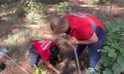 Çukura Düşen Yavru Köpek Kurtarıldı