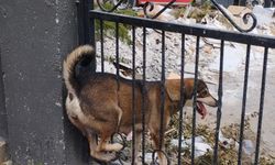 Demir Korkuluklara Sıkışan Köpek İtfaiye Ekiplerince Kurtarıldı