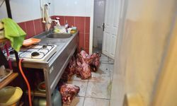 Hamam Böcekli Yumurta Depodaki İğrenç Görüntüyü Ortaya Çıkardı