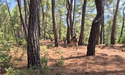 Jandarma Ekipleri Orman Yangınları İçin Teyakkuzda