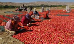 Kahramanmaraş’ta Kuru Domates Sezonu Hareketli Başladı
