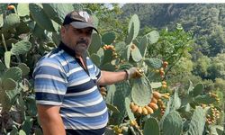 Uçurumda Yetişen Dikenli İncir Zahmete Değer
