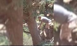 Kahramanmaraş’ta Ormanda İzinsiz Ağaç Kesimi Yapan 2 Kişi Yakalandı