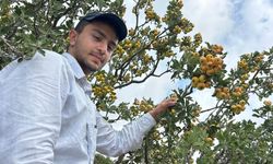 "Şifa Deposu" Alıçta Hasat Başladı
