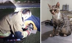 Balık Misinasına Dolanan Kedi İtfaiye Ekiplerince Kurtarıldı