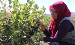 Bin 200 fidanda yetiştirilen aronya hastalara ücretsiz ulaştırılacak