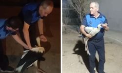 Bitkin Halde Bulunan Leylek Tedavi Altına Alındı