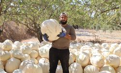 Coğrafi İşaretli Beyaz Kabakta Hasat Dönemi Başladı