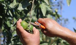 Erkenci Mandalina Hasadı Başladı, Fiyatlar 30-40 TL Arasında