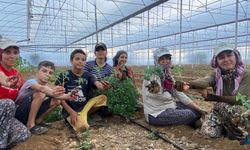 Güzlük Fide Dikimleri Başladı