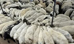 Kahramanmaraş'ta en çok hangi hayvan var: Şaşırtan veri açıklandı