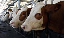 Kahramanmaraş’ta Hayvancılık Destekleri İçin Başvurular Başladı