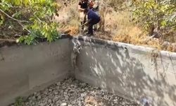 İtfaiye, Sulama Havuzuna Düşen Domuzu Kurtardı