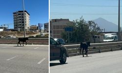 Kaçan Buzağı Karayolunda Trafiği Birbirine Kattı