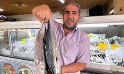 Kahramanmaraş, 54 Ülkeye Balık İhracatıyla Dikkat Çekiyor