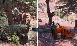 Kahramanmaraş’ta Ormanlık'ta Ağaçları Kesen 2 Kişi Yakalandı