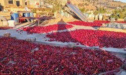 Kahramanmaraş’ta salça üretimi hız kazandı, damlar kırmızıya büründü