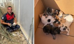 Konteyner Altında Mahsur Kalan Yavru Kedileri İtfaiye Kurtardı