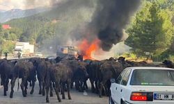 Otoyolda Hayvan Yüklü Tırda Yangın Çıktı
