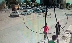 Sokak Köpekleri Çocuklara Saldırdı, Çevredekiler Yardıma Koştu