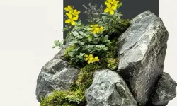 Tüylü Kekreçiçeği Türkiye Florasına Katıldı
