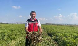 Yer Fıstığında Hem Ekim Alanı Hem de Rekolte Arttı