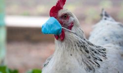 Kuş Gribi Alarmı! 500 Bin Hayvan İtlaf Edildi